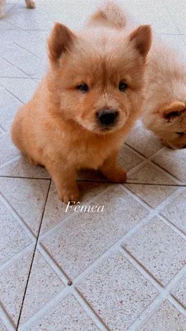 Chow Chow  - Foto 4