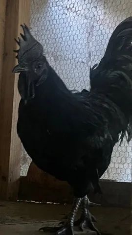 Galo Ayam Cemani  - Foto 5