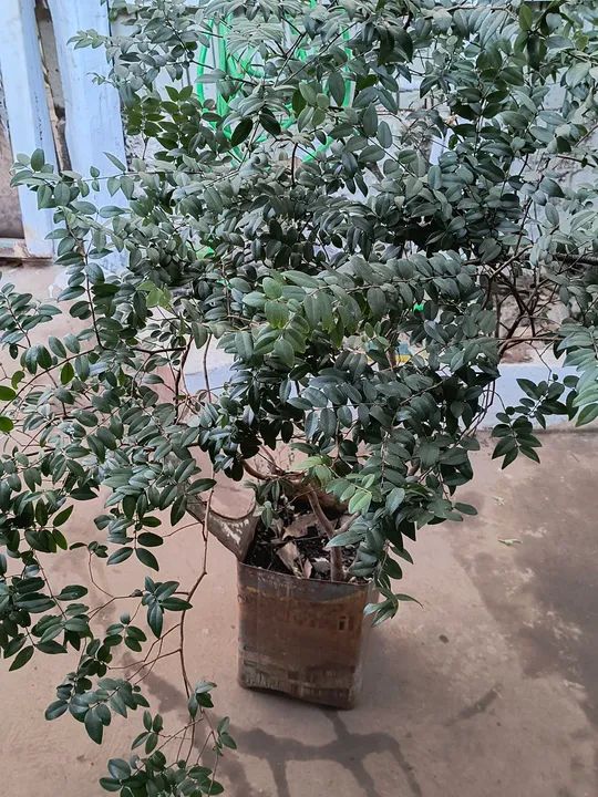 Mudas de jabuticaba  - Foto 3