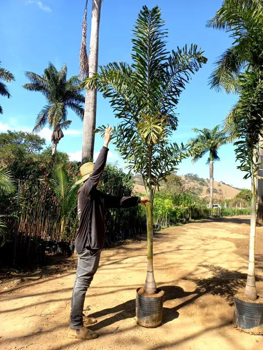 Rabo de raposa  - Foto 2
