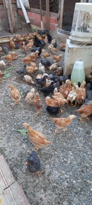 Pintos de um 65 dias- raça caipira