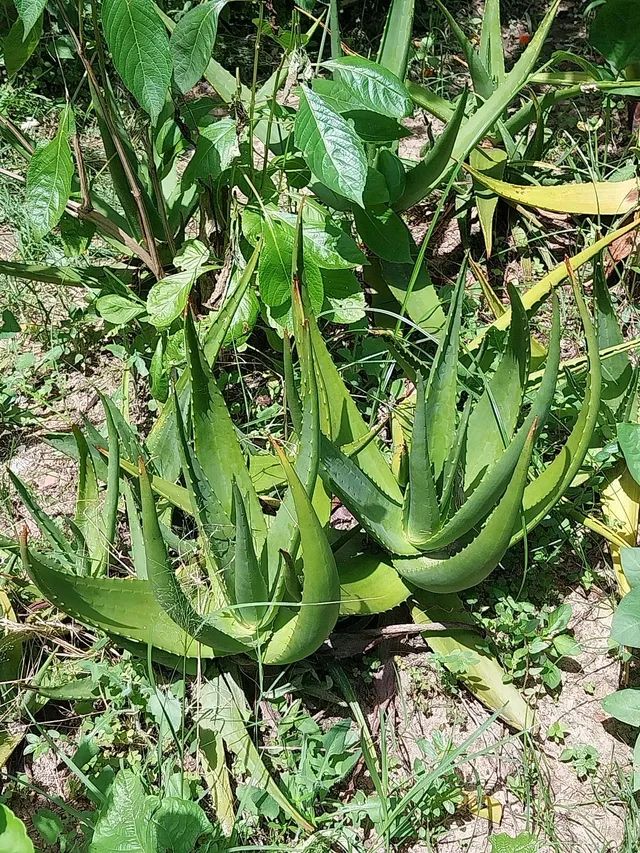 BABOSA MEDICINAL - Foto 6