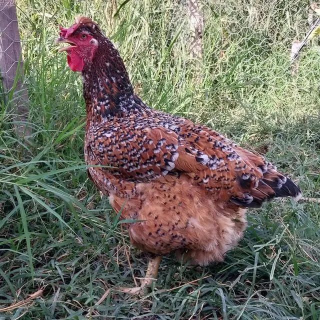 Ovos galados GSB e GLC  Melhorados!!! - Foto 2