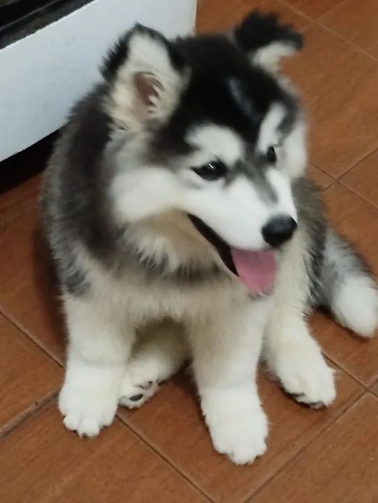 Filhote Husky Siberiano wooly  - Foto 3