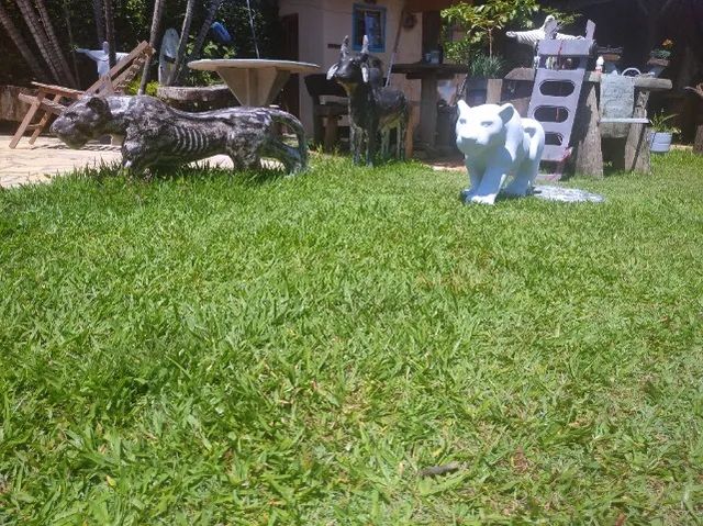 Boizinho - Foto 2