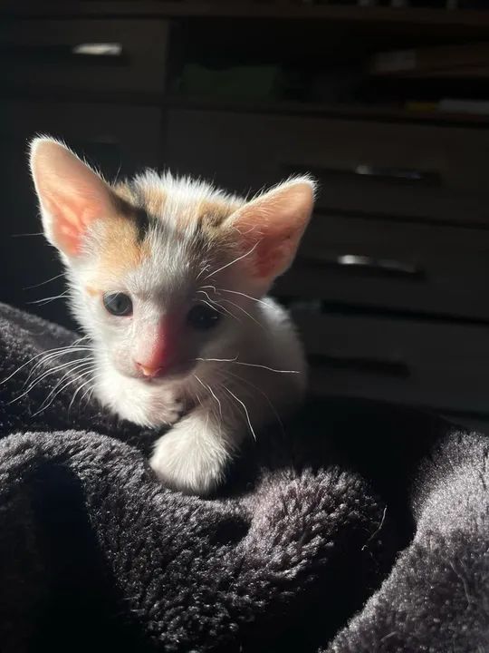 Gato fêmea doacao  - Foto 3