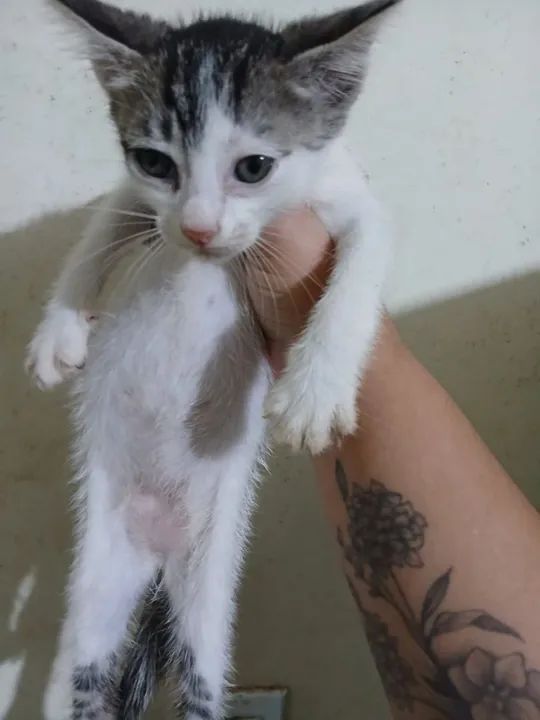 Gatinhas - Doação  - Foto 6