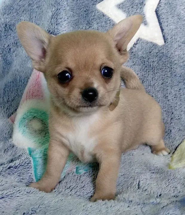 Micros chiuauas, machinho 1.900  - Foto 5