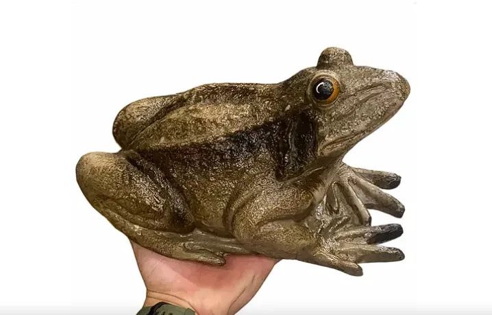 Sapo Realista Grande Escultura Em Resina Decoração De Jardim
