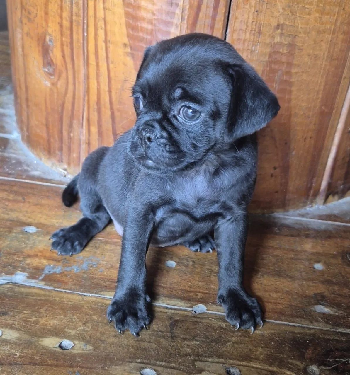 Filhotes de Pug: Fofura em Dose Dupla! - Foto 2