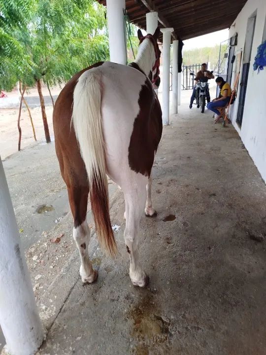 Égua Paint para Venda  - Foto 5