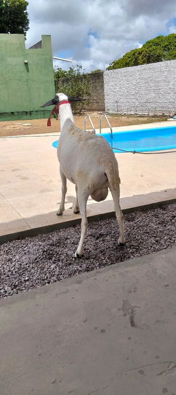 Carneiro soinga com pouco mais de ano  - Foto 2