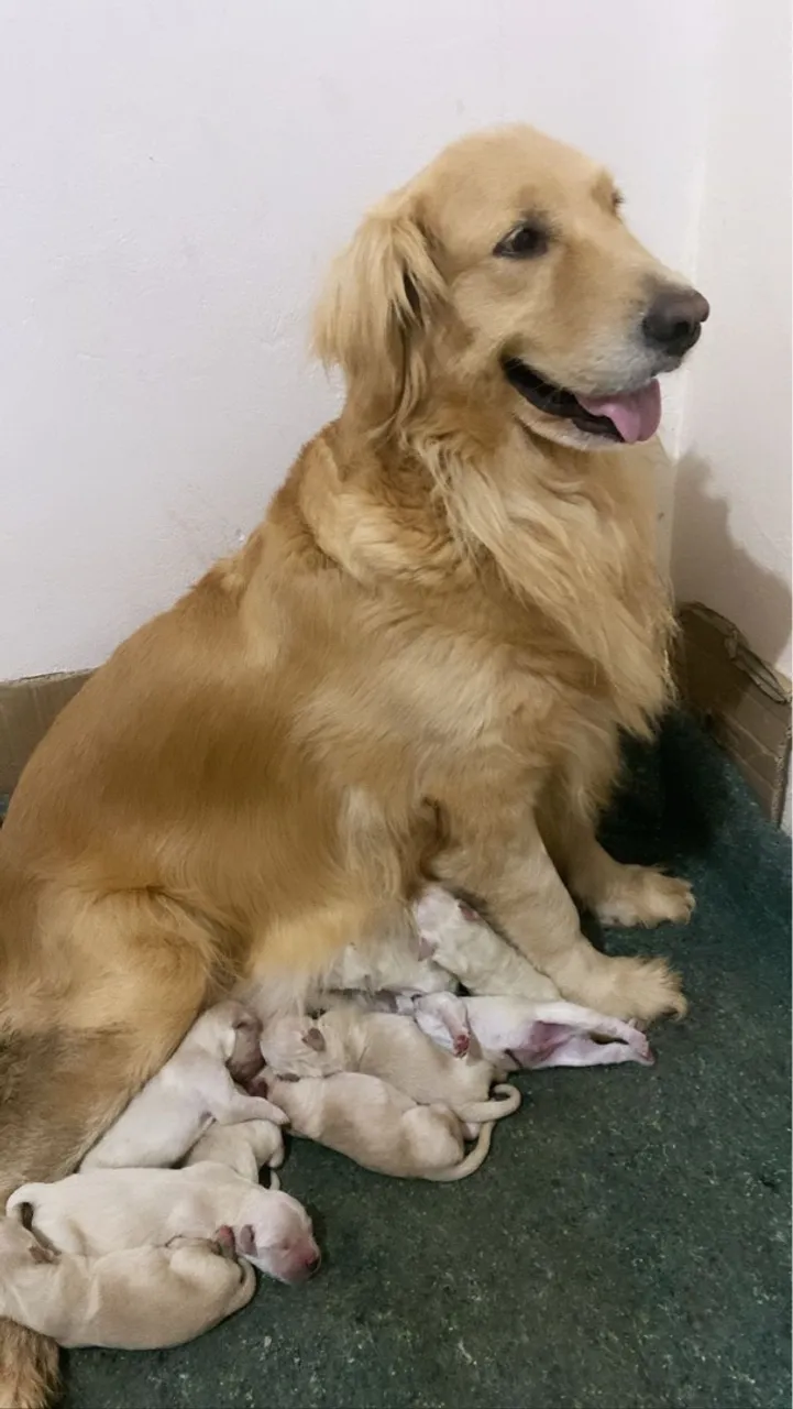 Golden Retriever com Filhotes - Lindos e Saudáveis!