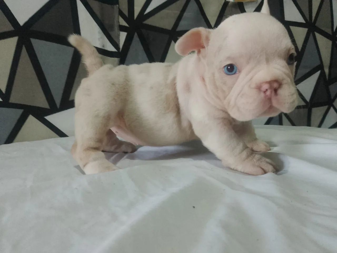 American Bully micro  - Foto 3