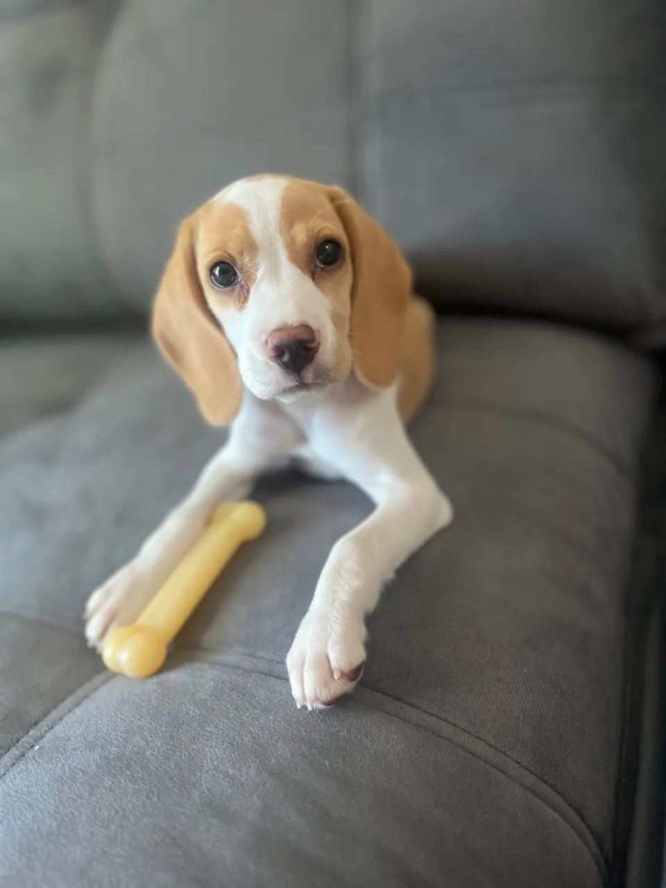 Filhote Beagle lindo e carinhoso - Foto 2