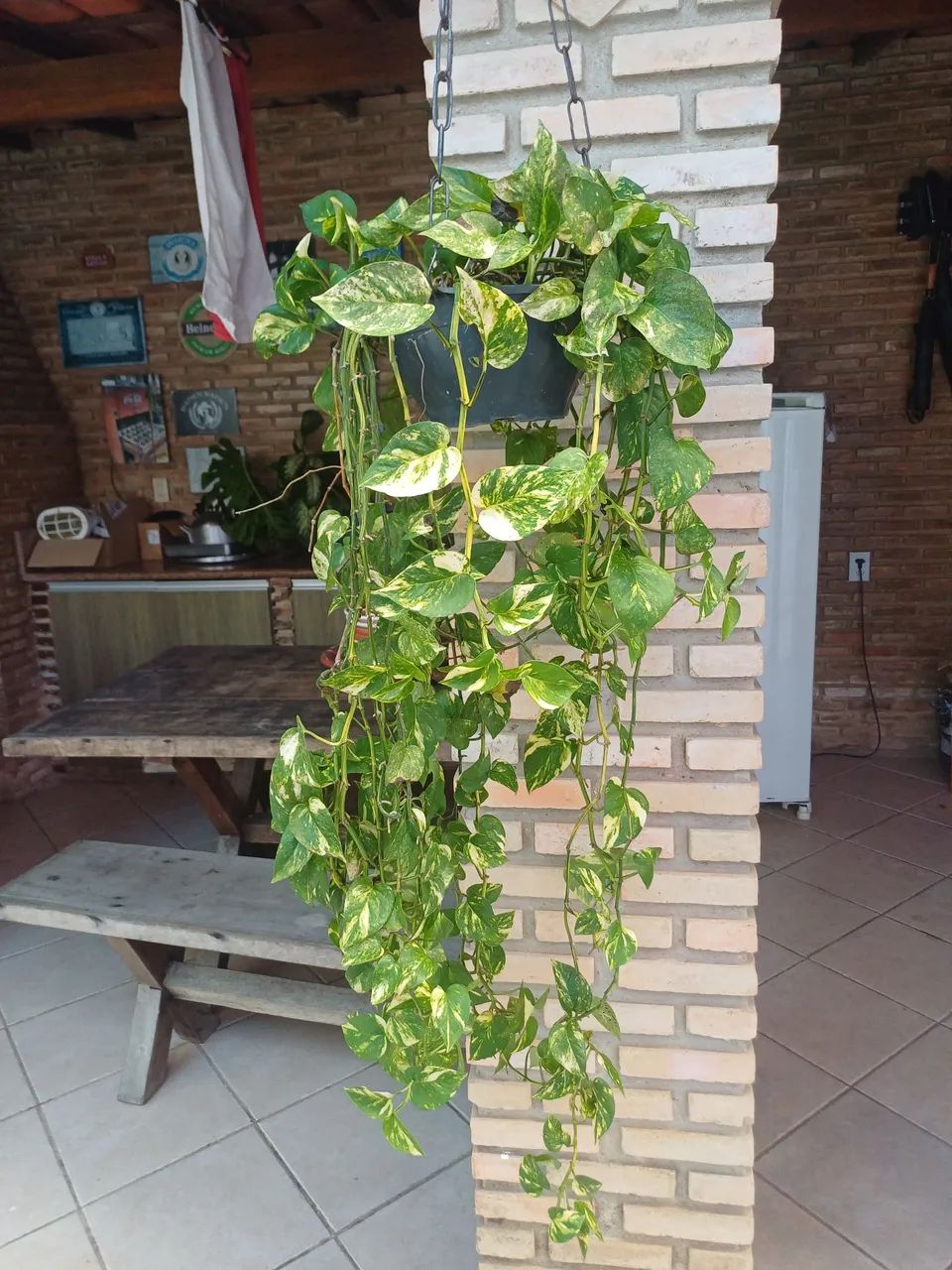 Lindas giboias plantas para decoração 
