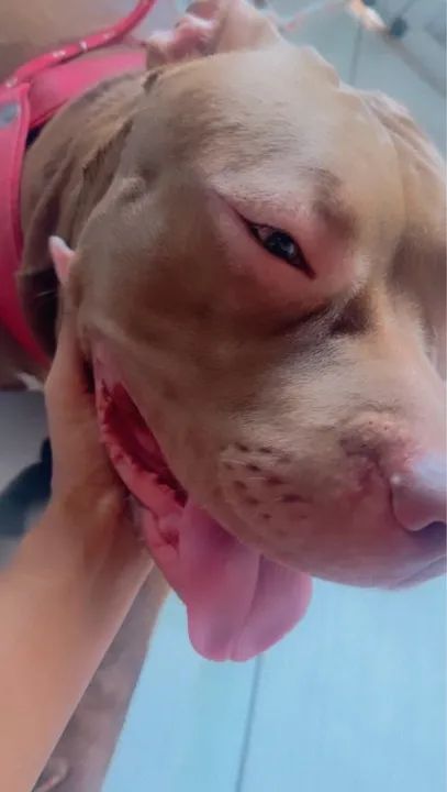 Pitbull filhote disponível - Foto 2