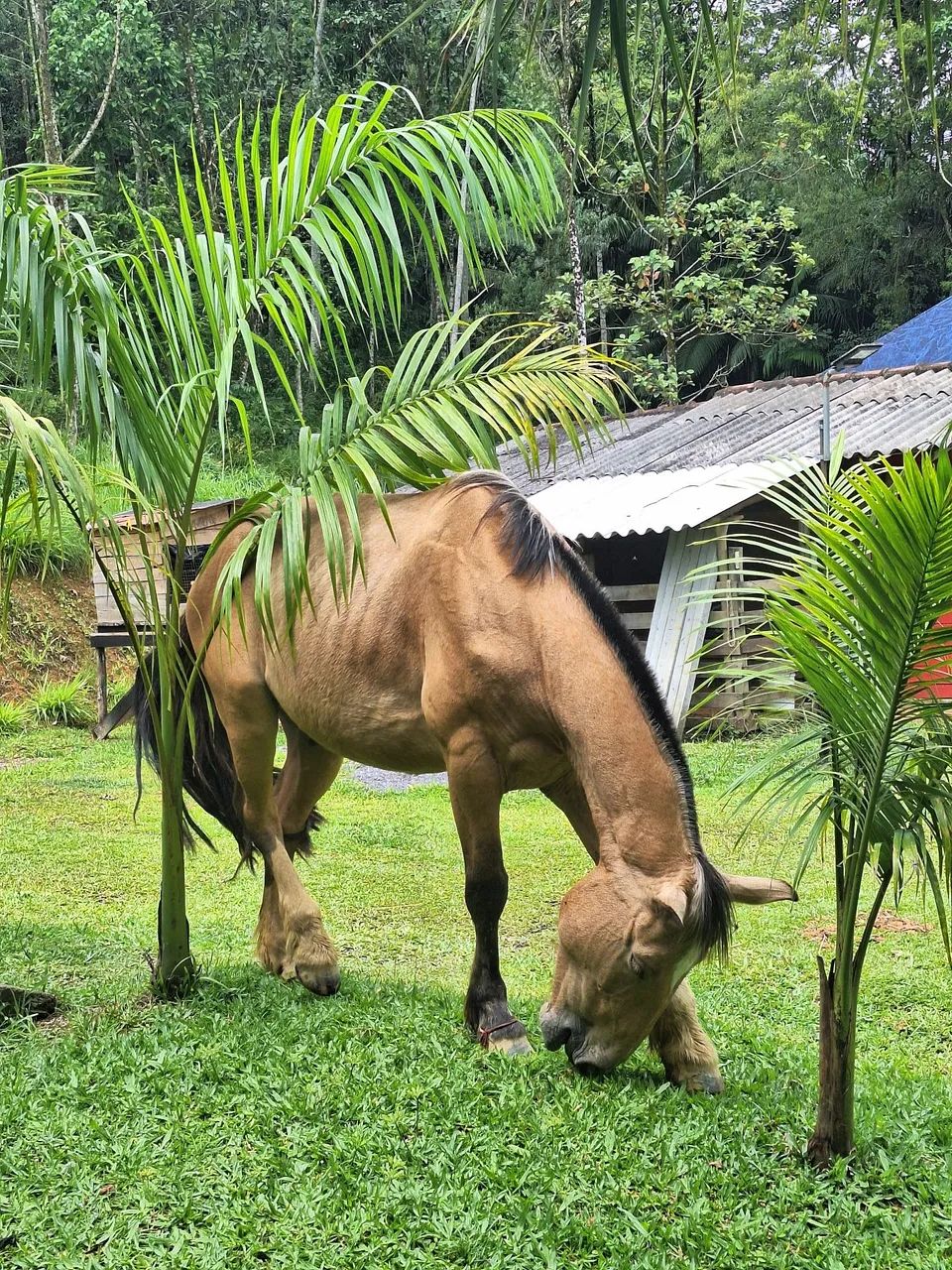 Vendo cavalo crioulo inteiro - Foto 5