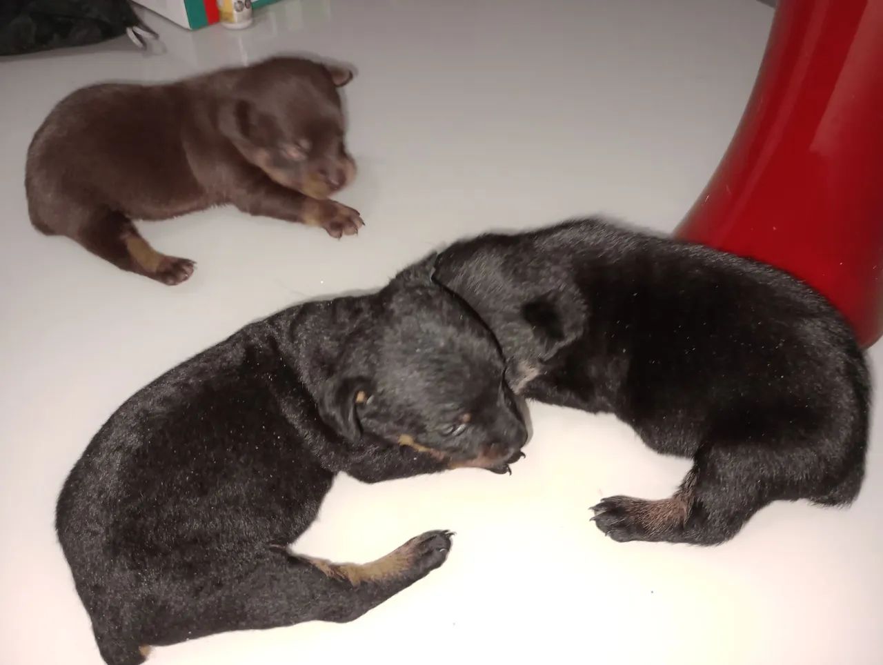 Cachorro  - Foto 3