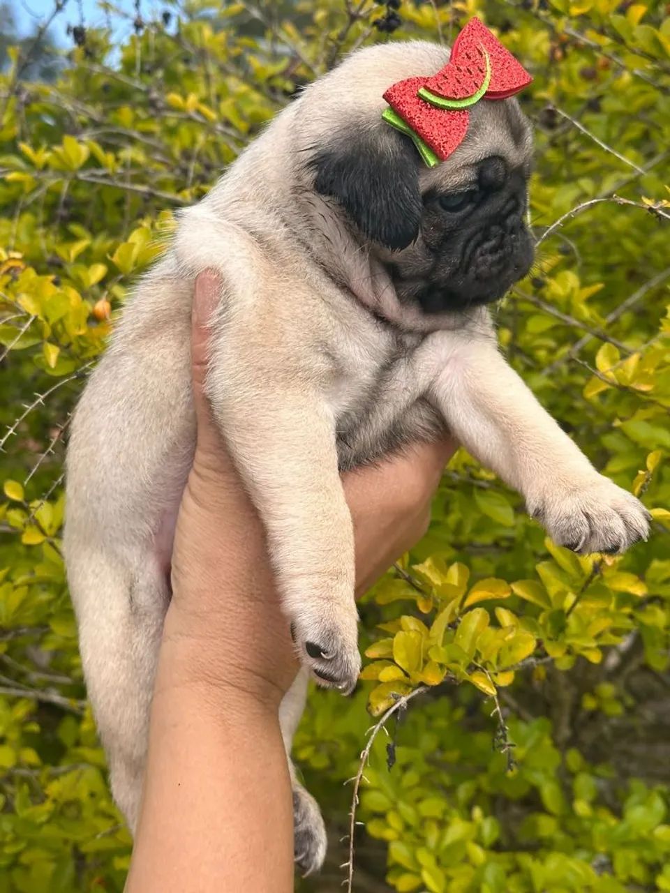 PUG FEMEA LINHAGEM NABUCO LINDA - Foto 2