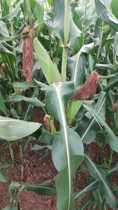 Silo Integral Hidrolândia  - Foto 4