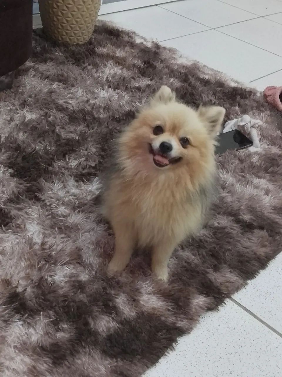 Ashe Sssniperwolf New Puppy Cocker Spaniel X Japanese Spitz Clearance