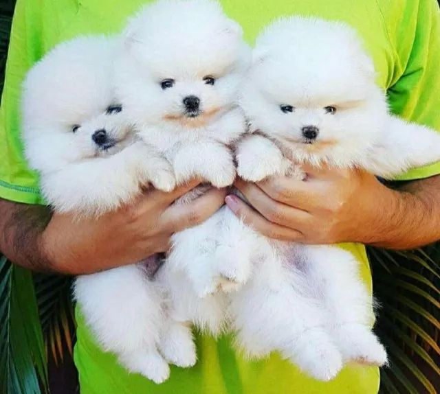 Spitz Alemão Anão- 2 machinhos e 1 fêmea branquinhos com 56 dias-Dani