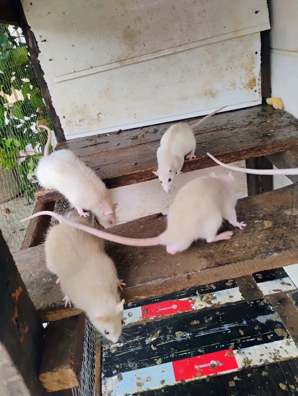  ratos brancos fofinhos 