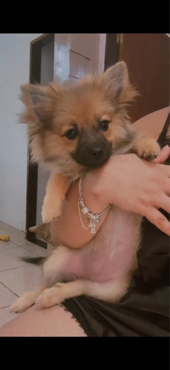 Filhote Spitz Alemão Linda e Fofa