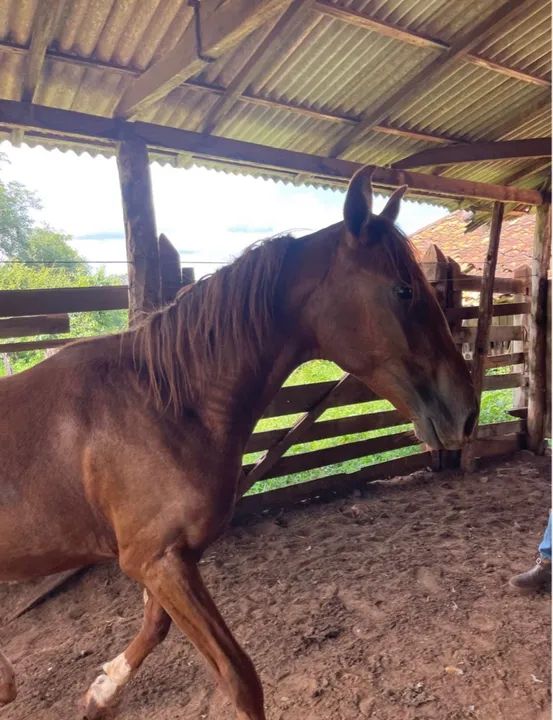 Vendo cavalo dócil  - Foto 2