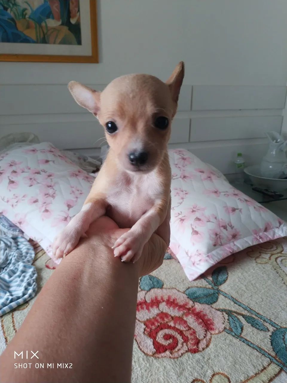 Pinscher zero-muito amor R$1000 - Foto 4