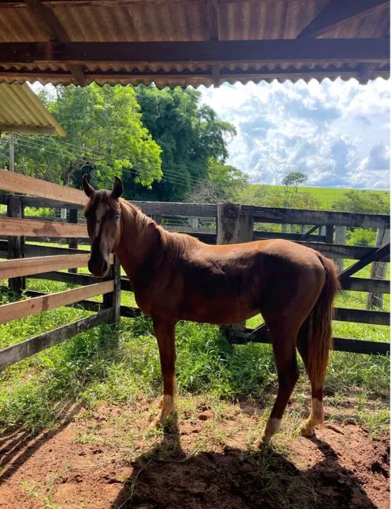 Vendo cavalo dócil  - Foto 5