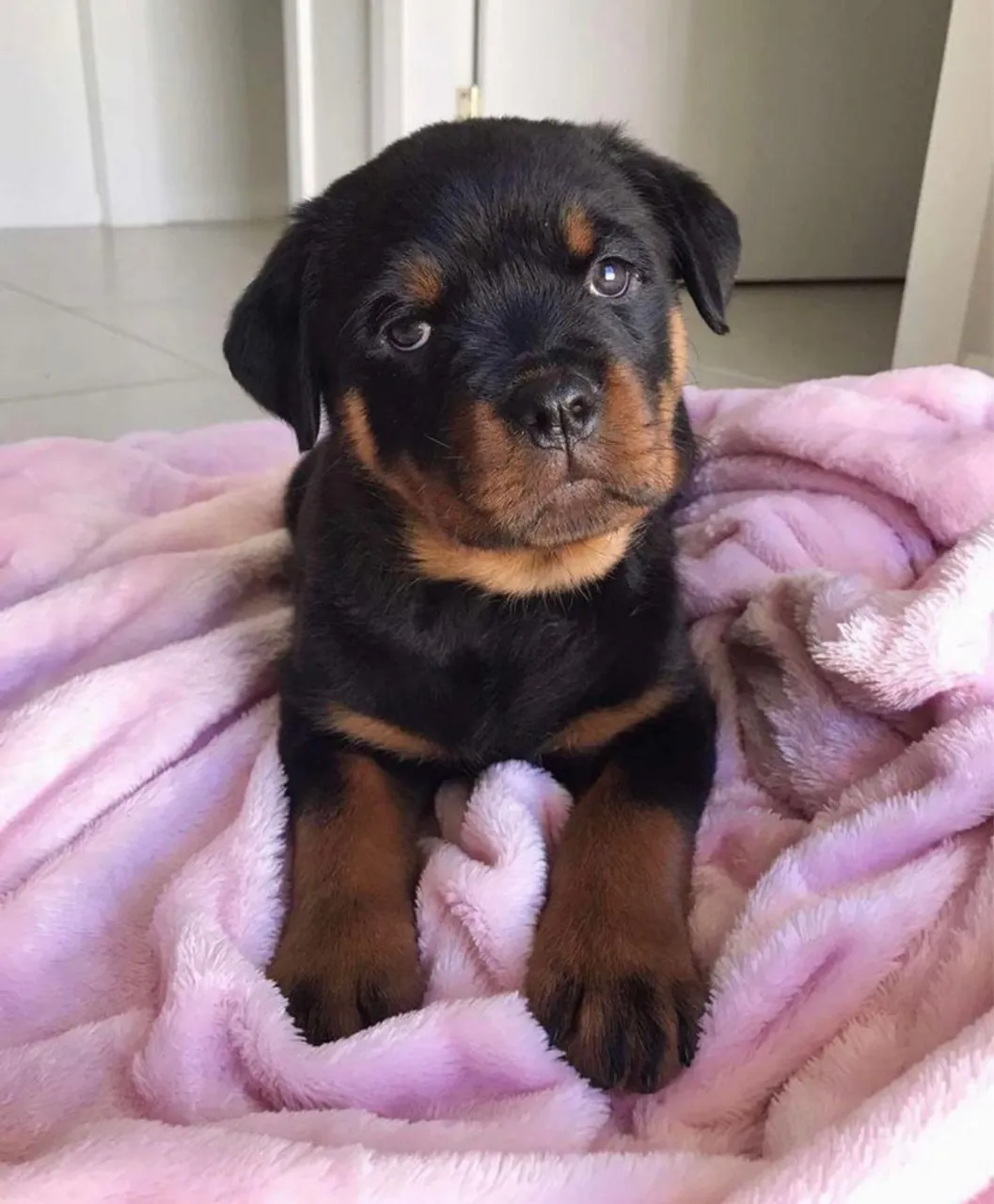 Rottweiler Força, lealdade e proteção!