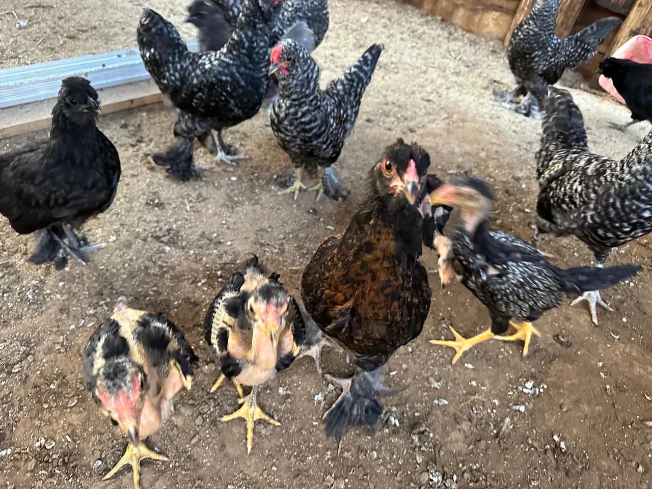 Variedades de galinhas e franguinhas  - Foto 4