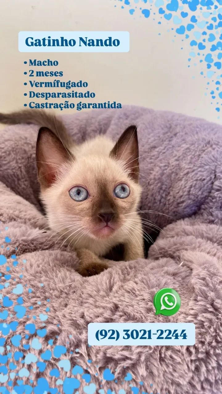 Lindos filhotes de felinos ? - Foto 4
