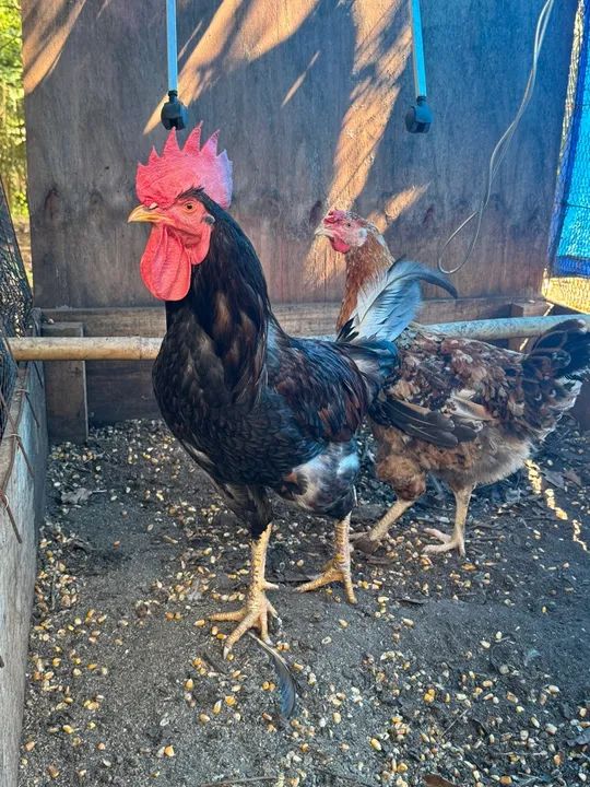 GSB - Galinha Sertaneja Balao - Ovos Galados - Ornamentais - Foto 2