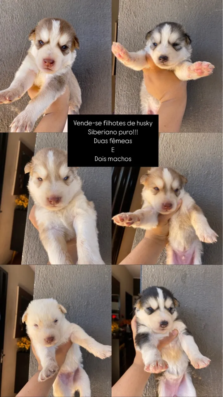 Filhotes de Husky Siberiano puros