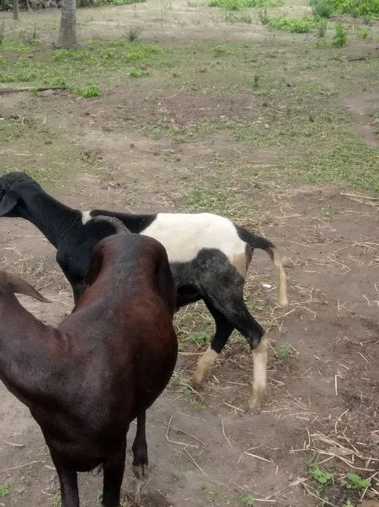 Carneiros e Ovelha - Foto 2