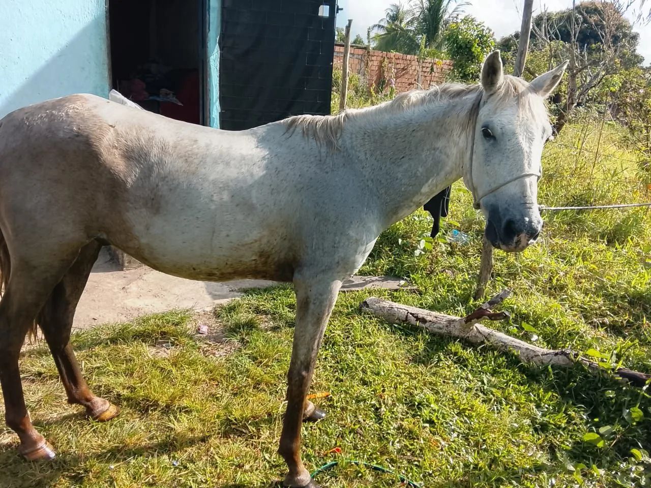 Cavalo troco em som! 