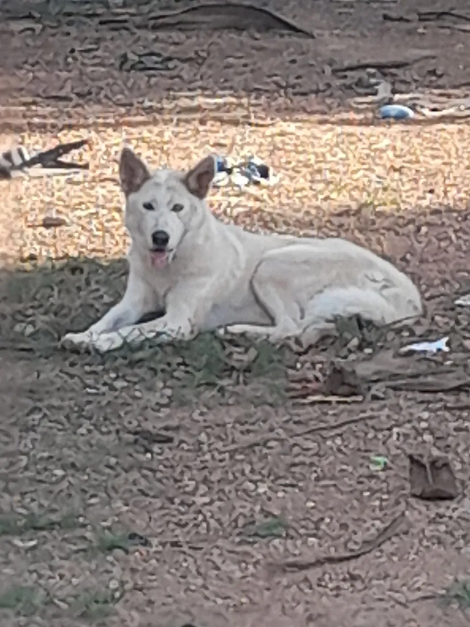 Husky siberiano 