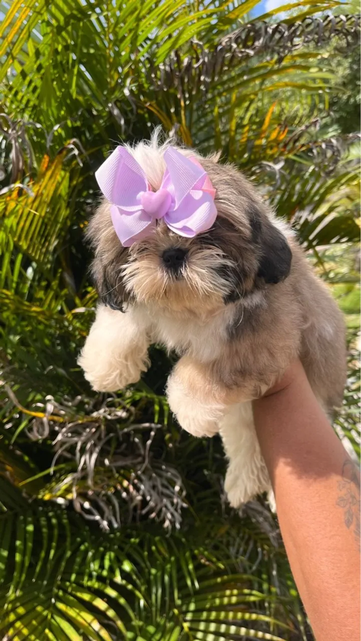 Filhote Shih Tzu fêmea 