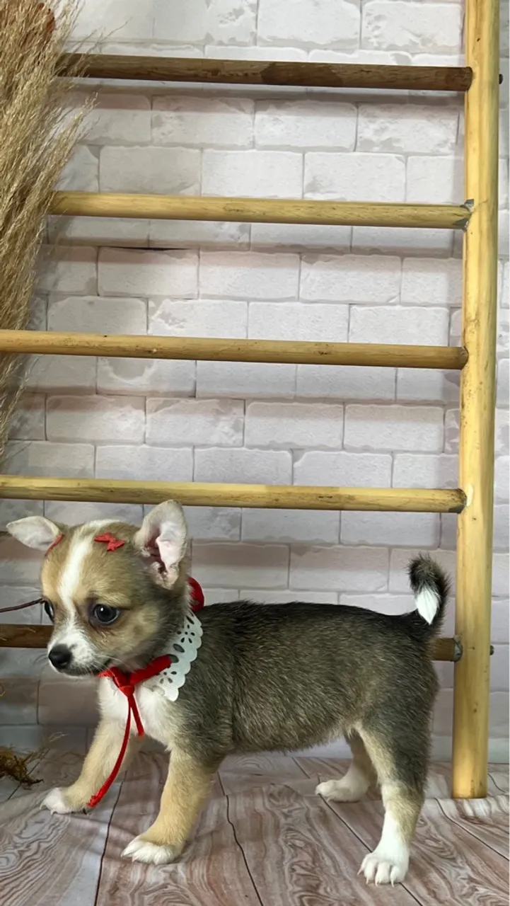 Chihuahua fêmea