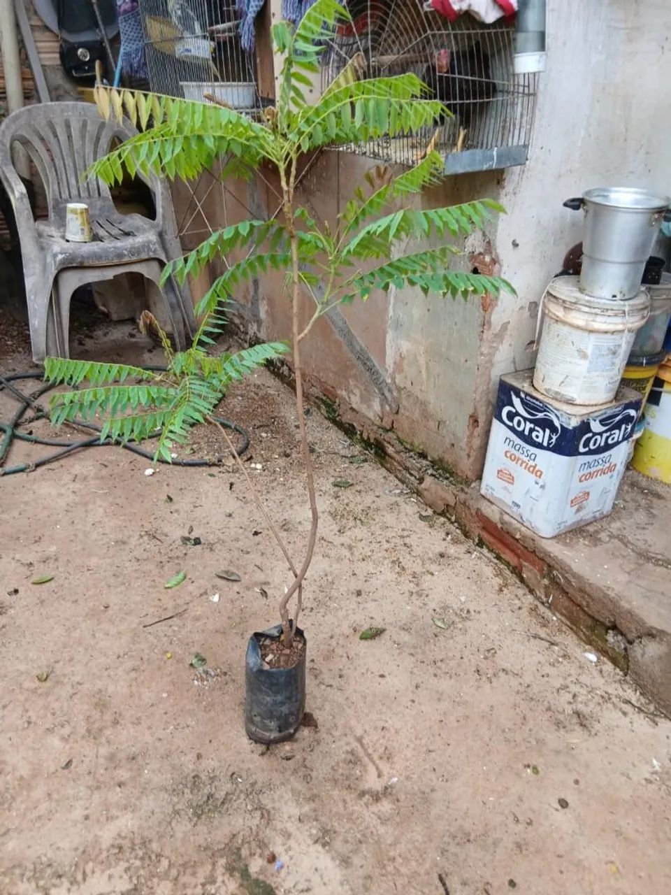 Mudas de limão biri biri 