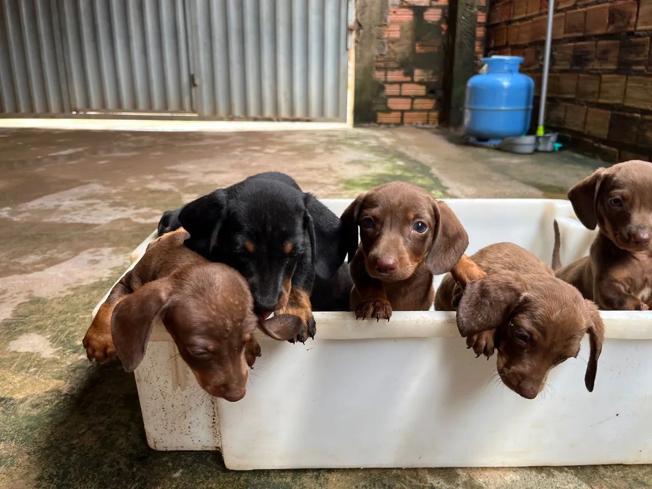 Filhotes de Dachshund - Foto 3