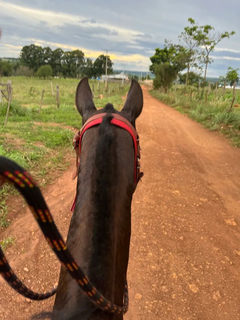 Egua mangalarda paulista  - Foto 2