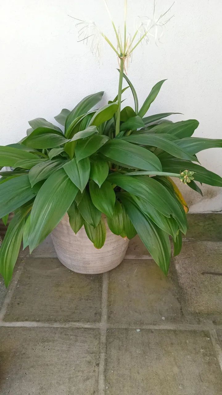 Plantas diversas  - Foto 3