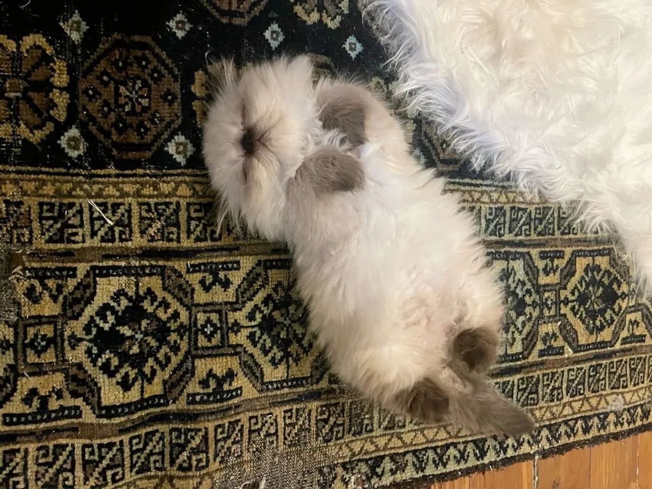 Persa adorável e fofo - Foto 3