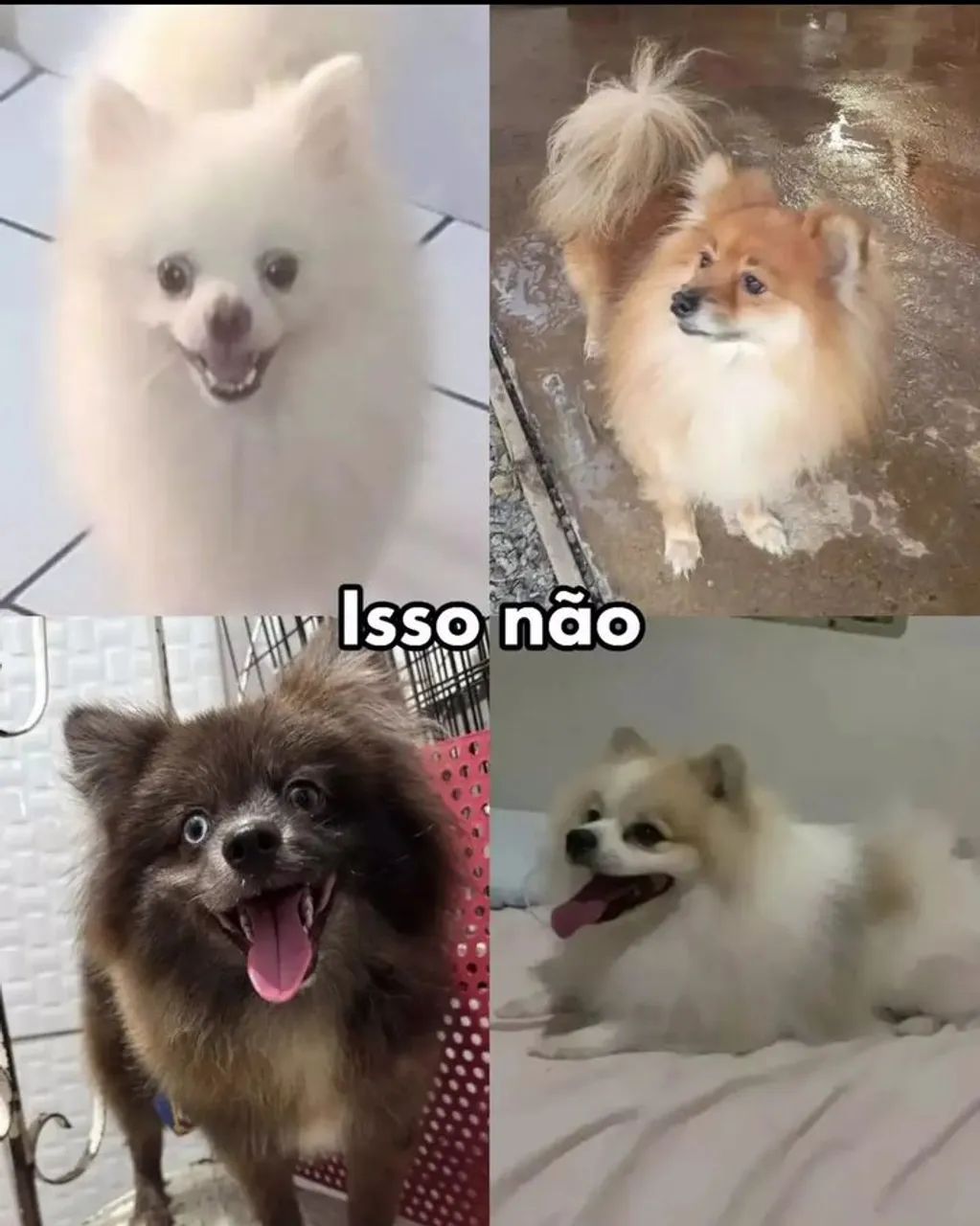 SPITZ ALEMÃO CANIL - Foto 4