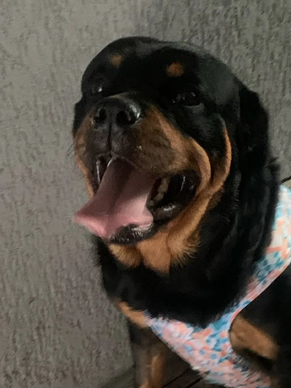 Filhotes de Rottweiler - Foto 2