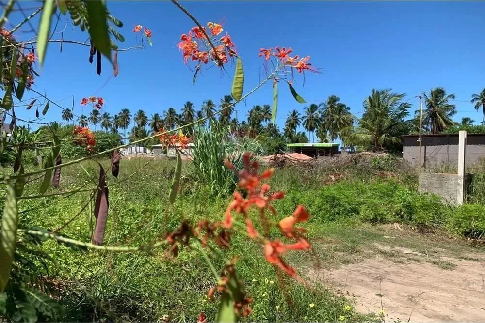 No Paraíso de Tatuamunha tem umTerreno esperando por você!